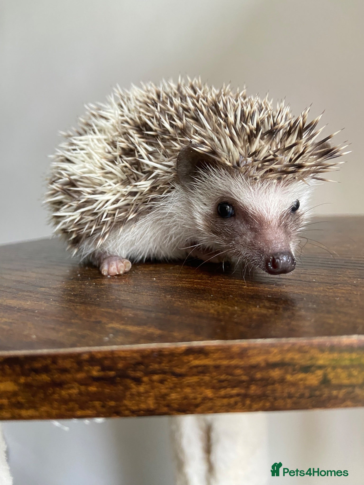 Pygmy Hedgehog rodents Ready now - Female Pygmy Hedgehog - Advert 20
