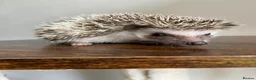 Pygmy Hedgehog rodents for sale: Ready now - Female Pygmy Hedgehog - Advert 1