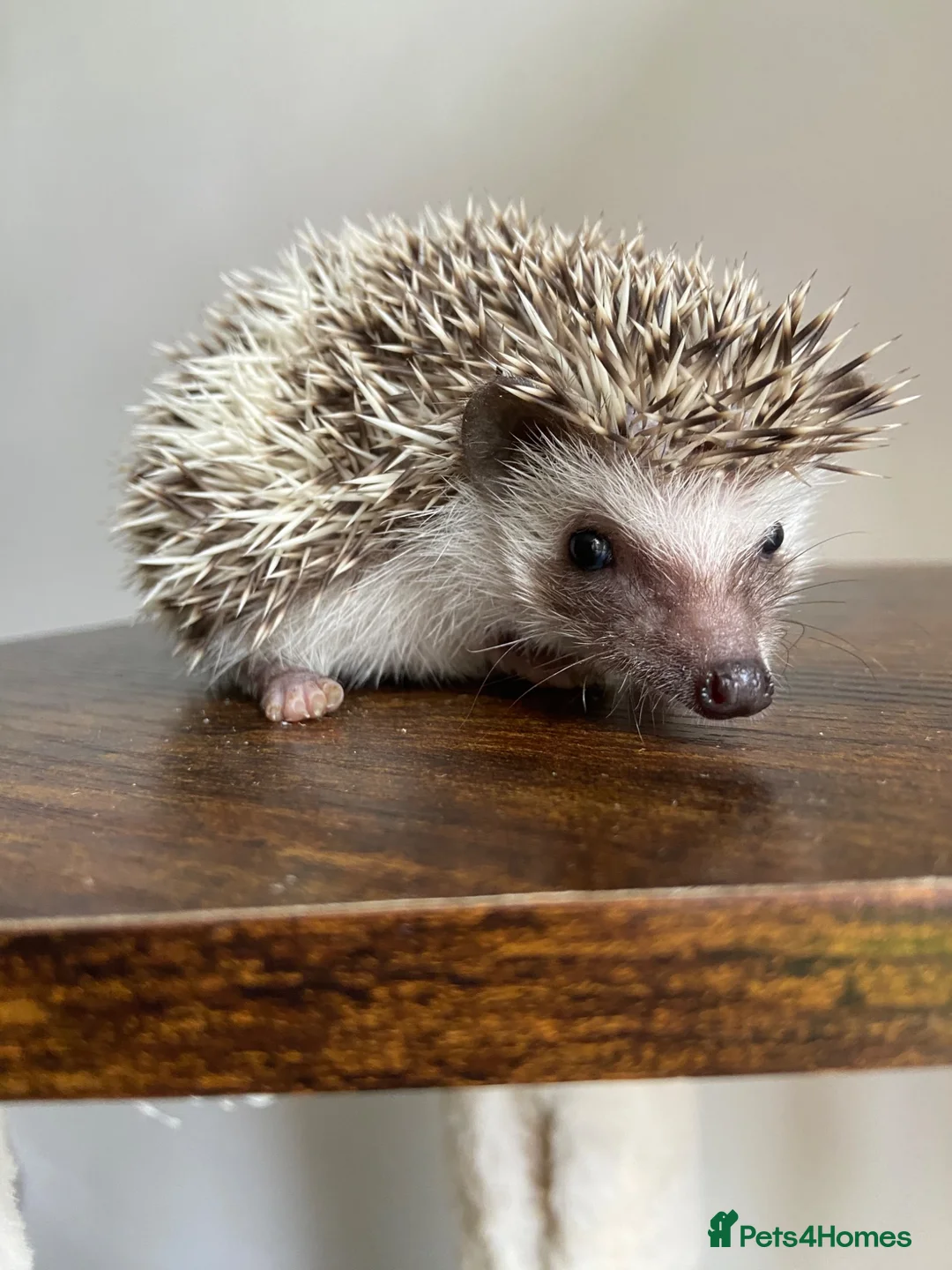 Pygmy Hedgehog rodents for sale: Ready now - Female Pygmy Hedgehog - Advert 1