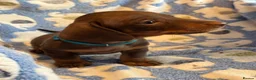 Miniature Dachshund dogs for sale: KC Miniature Dachshund Smooth haired in Castleford - Advert 27