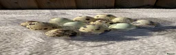 Quail poultry for sale: Quail Hatching eggs 🥚  - Advert 16