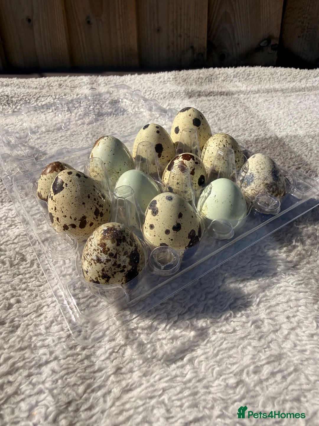 Quail poultry for sale: Quail Hatching eggs 🥚  - Advert 16