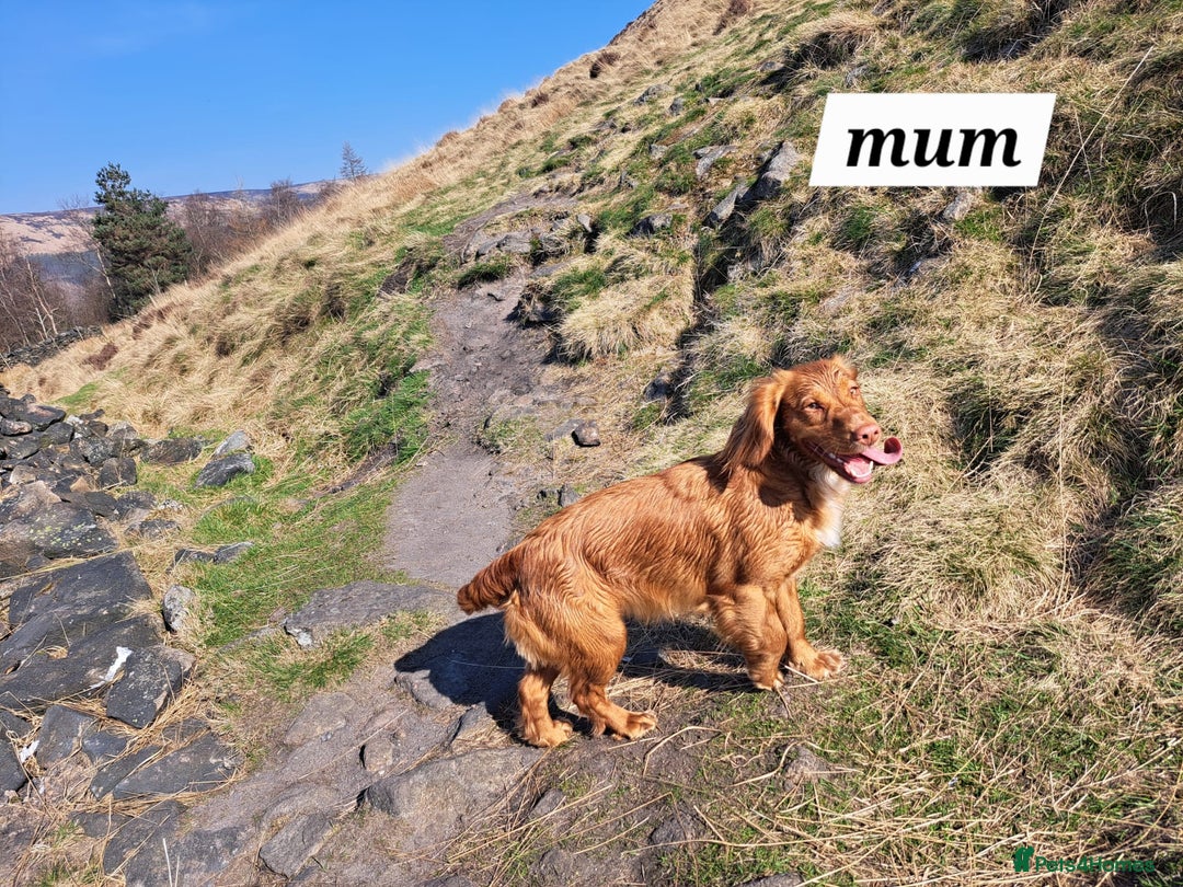 Cocker Spaniel dogs for sale: Working Cocker Spaniels (F1B) health checked. - Advert 11