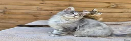 Maine Coon cats for sale: Maine Coon Kittens  - Advert 15