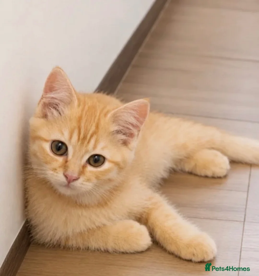 Ragdoll cats for sale: Half ragdoll in Littlehampton - Advert 1