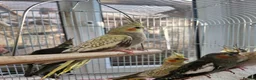Cockatiels birds for sale: Semi tame baby cockatiels  - Advert 7