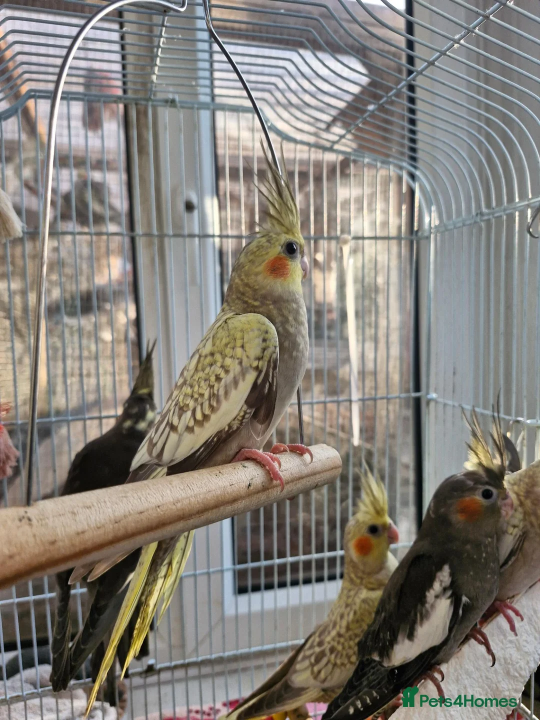 Cockatiels birds for sale: Semi tame baby cockatiels  - Advert 7