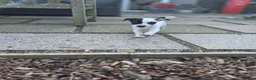 Jack Russell dogs for sale: Lovely Jack russell puppies - Advert 4