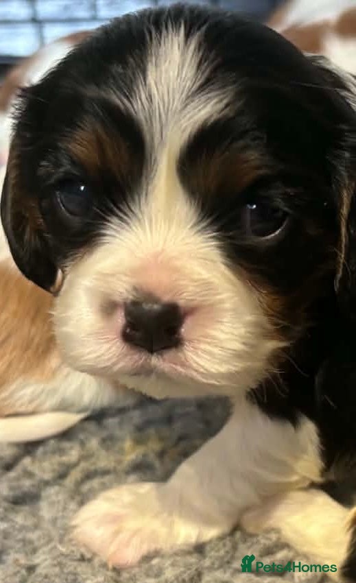 Cavalier King Charles Spaniel dogs for sale: Beautiful KC Reg and Health tested Cavalier Pups - Advert 2