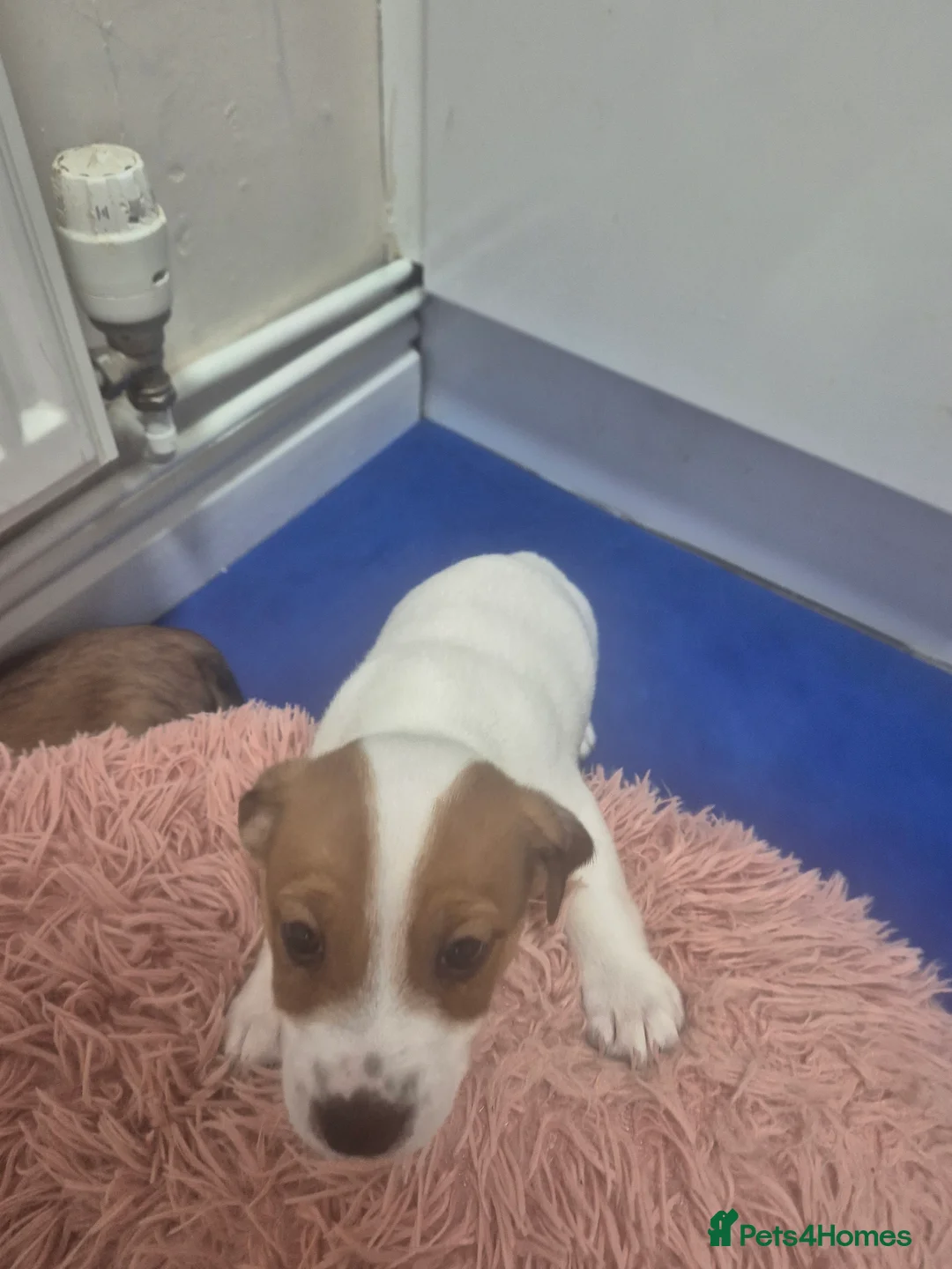 Jackapoo dogs for sale: Jackapoo type pups - Advert 14