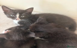 Domestic Shorthair cats for sale: Black and white kittens for sale  - Image 3