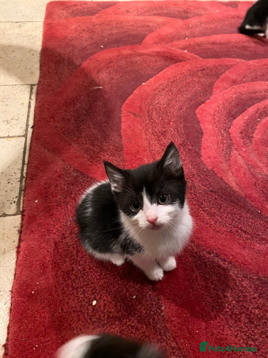 Mixed Breed cats for sale: Home-Raised Black & White Kittens– 10 Weeks Old 🐾 - Advert 12