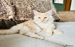 Norwegian Forest Cat cats for sale: Full FIFe pedigree Norwegian Forest Kittens  in Normanton - Image 9