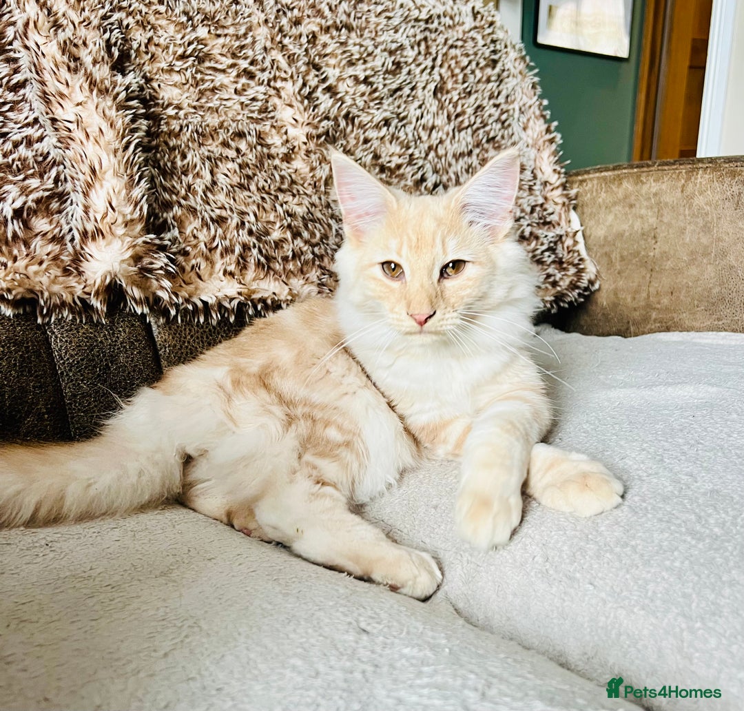 Norwegian Forest Cat cats for sale: Full FIFe pedigree Norwegian Forest Kittens  in Normanton - Image 9