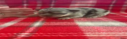Pomchi dogs for sale: Pomchi Puppies - Advert 13