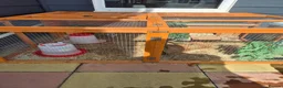 Quail poultry for sale: 2 quails and housing for sale - Advert 1