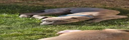 Whippet dogs for sale: Whippet - Advert 9