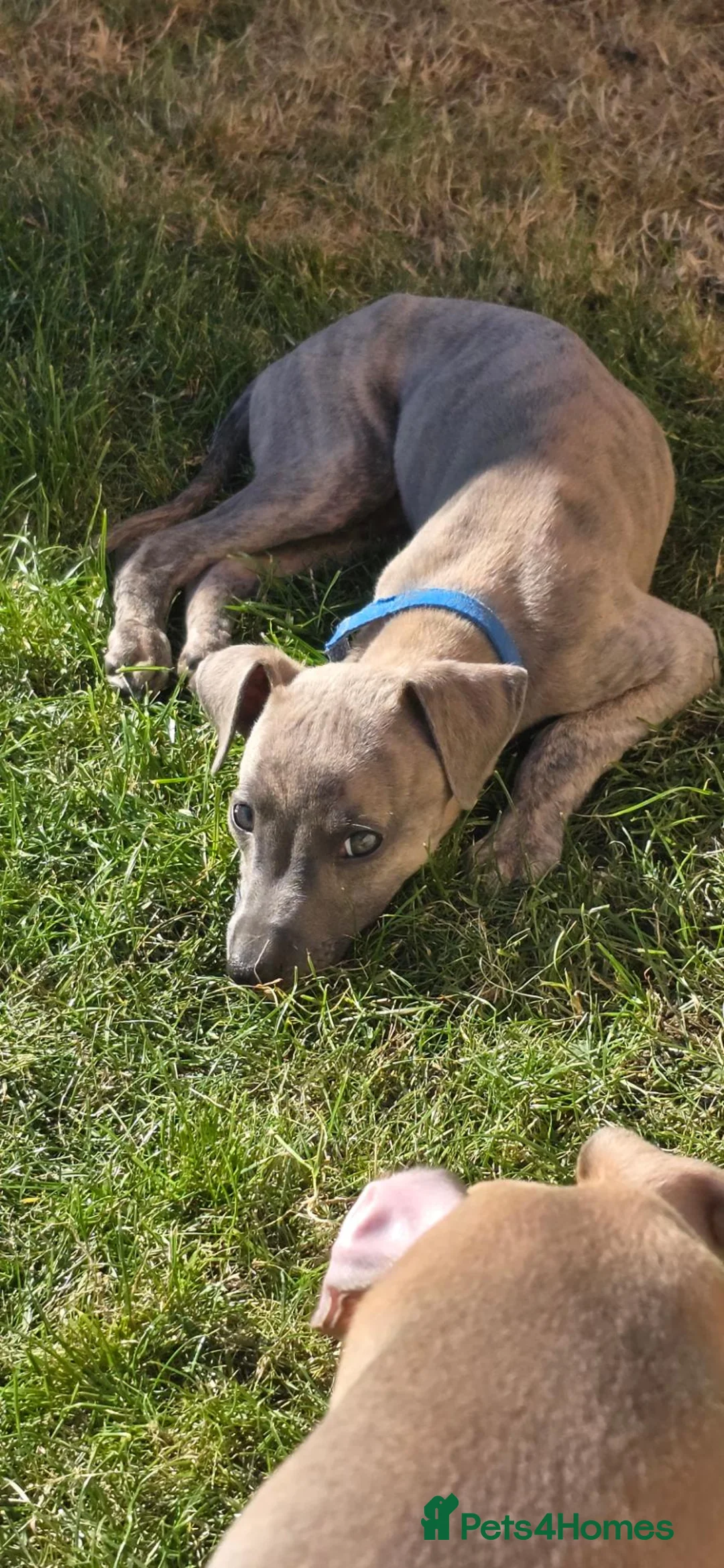 Whippet dogs for sale: Whippet - Advert 9