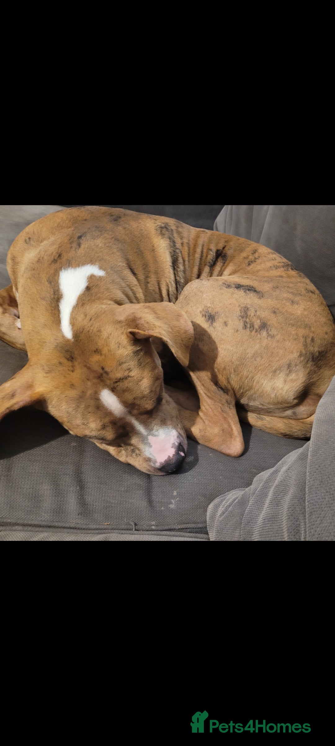 Mixed Breed dogs for sale: 1 year old - Advert 3