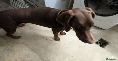 Dobermann dogs - Advert 15