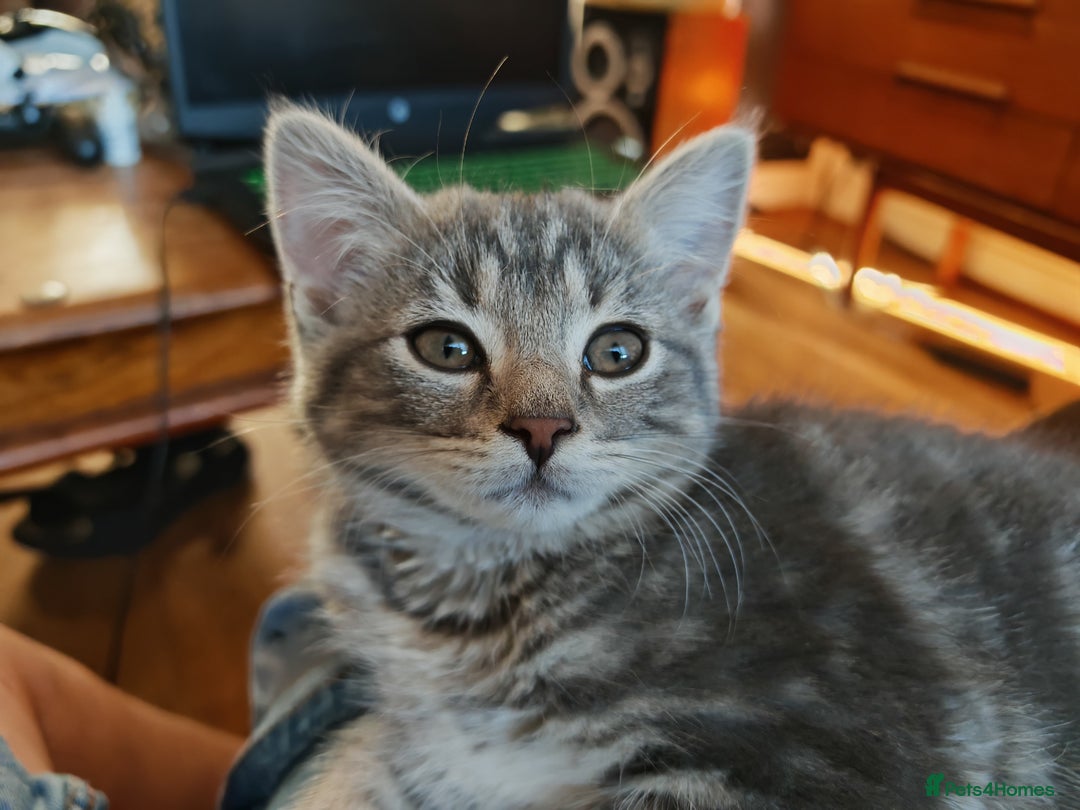 British Shorthair cats for sale: British Shorthair x - Image 9
