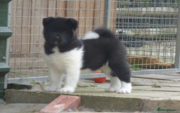Akita dogs for sale: Quality Akita Babies (& KC Registered) - Image 18