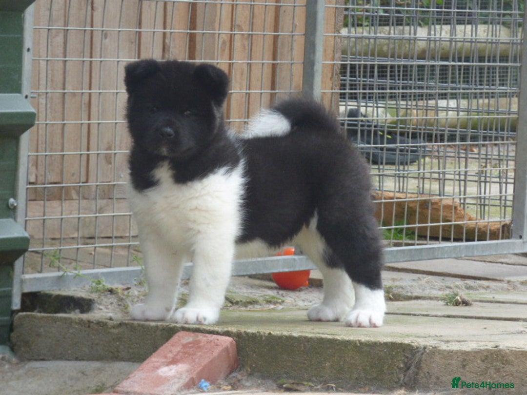 Akita dogs for sale: Quality Akita Babies (& KC Registered) - Image 18