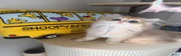 British Shorthair cats for sale: Adorable Golden British Short/longhair Kittens - Advert 4
