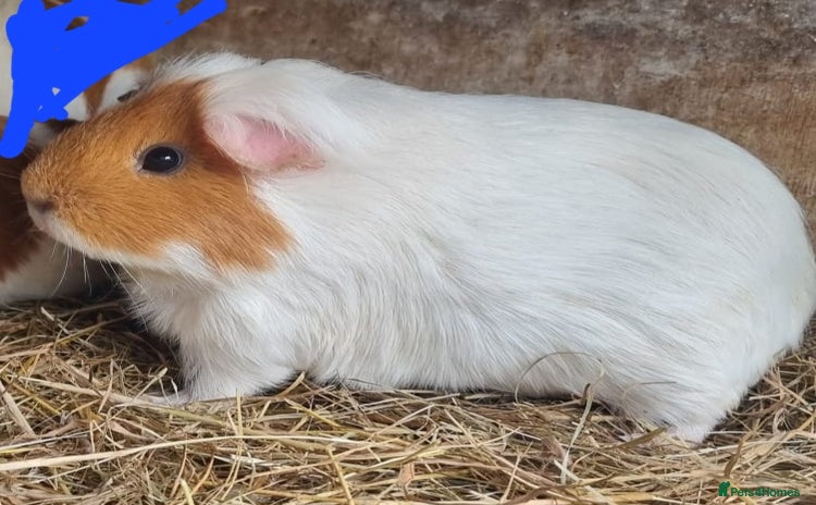 Guinea Pig rodents - Advert 1