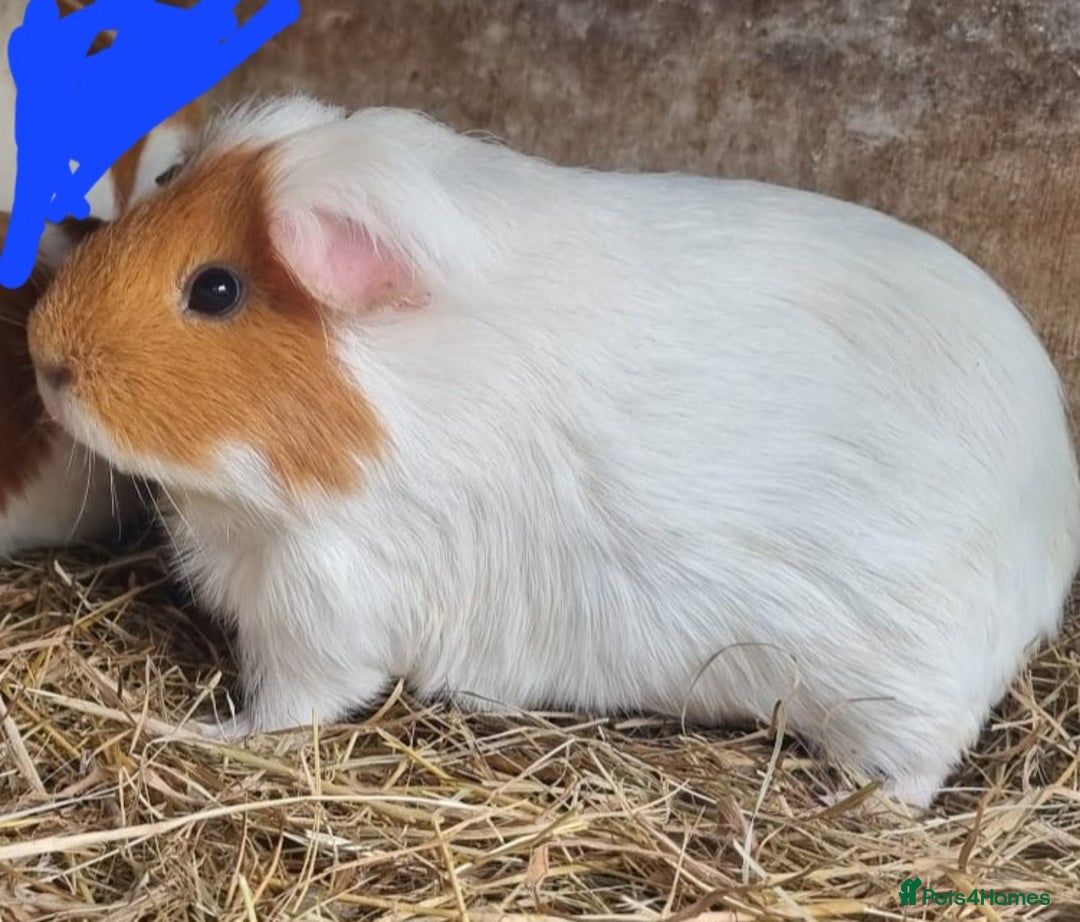 Guinea Pig rodents for sale: 5 month old female guinea pigs  - Image 1