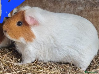 Guinea Pig rodents - Advert 7