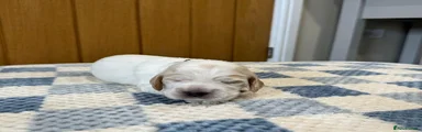 Cocker Spaniel 4