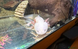 Axolotl reptiles for sale: 3 year old Axolotl with FULL SET UP  - Image 10