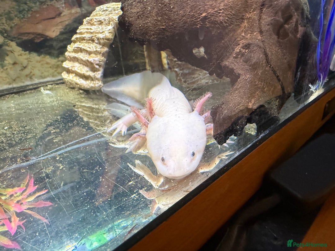 Axolotl reptiles for sale: 3 year old Axolotl with FULL SET UP  - Image 10