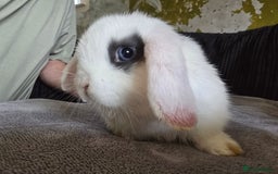 Mini Lop rabbits for sale: Mini lop baby girl ready now - Image 5