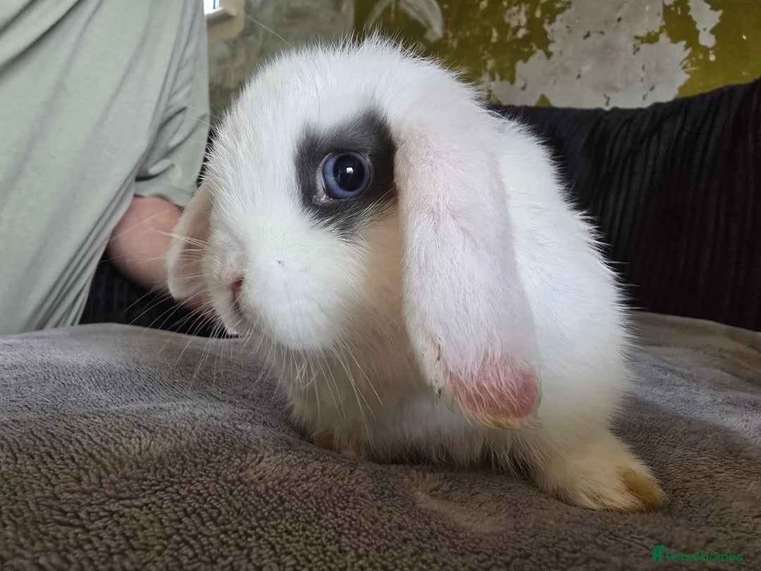Mini Lop rabbits for sale: Mini lop baby girl ready now - Image 5
