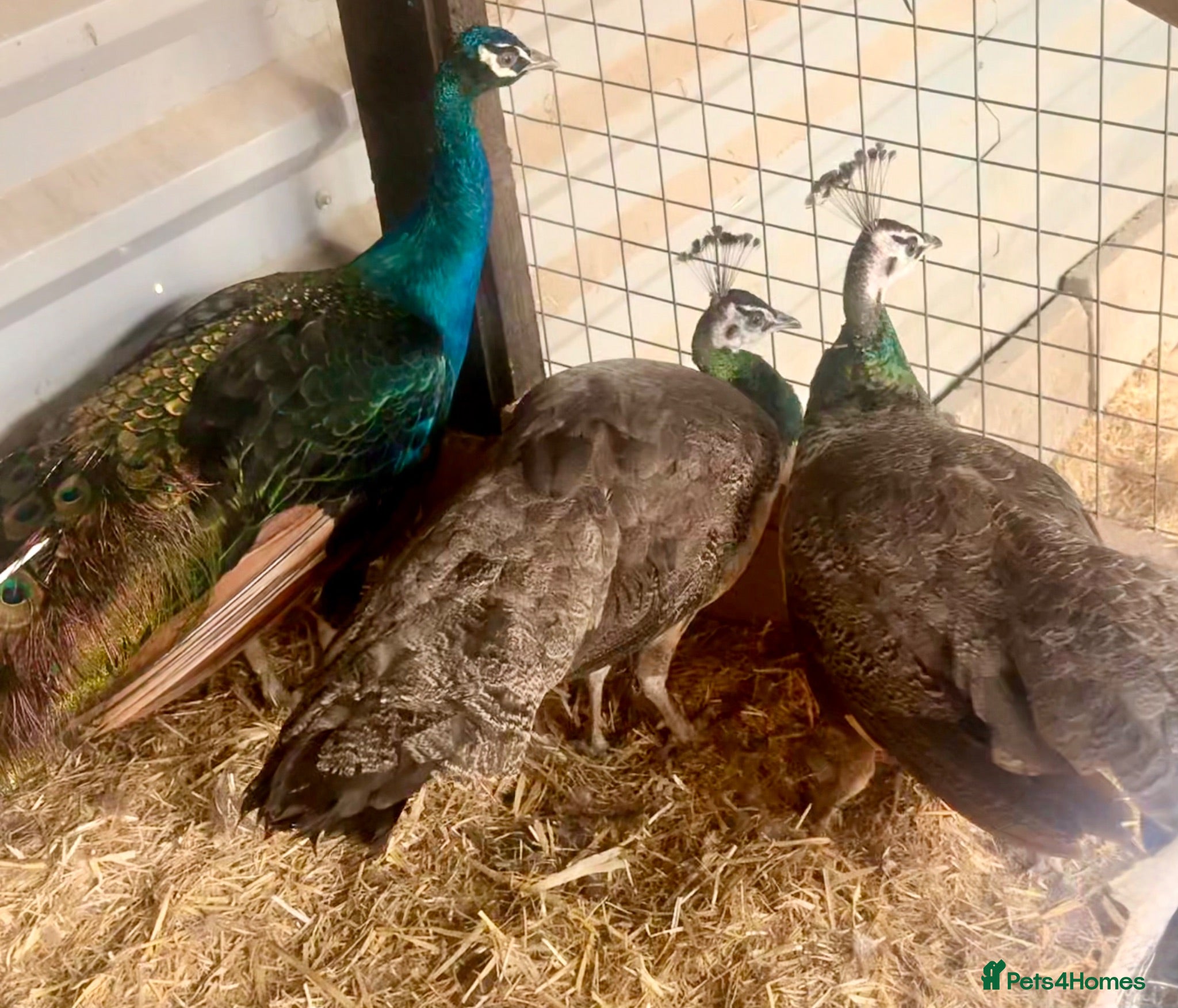 Peafowl poultry Peacock and peahens trio for sale - Advert 1