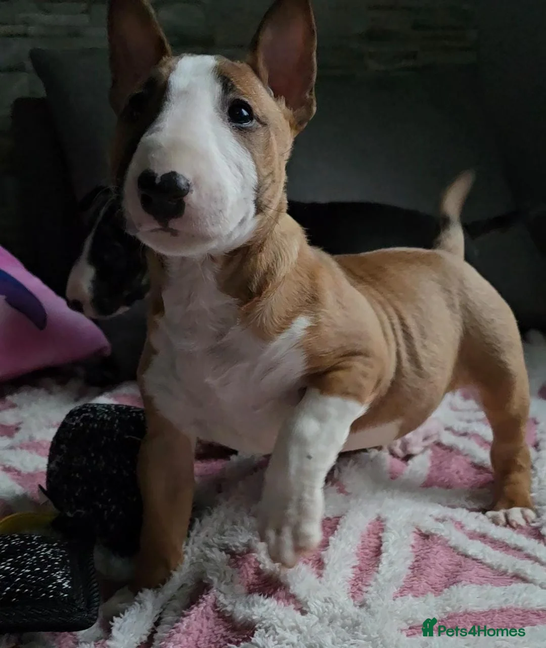 English Bull Terrier dogs for sale: Top Quality KC registered health checked - Advert 12