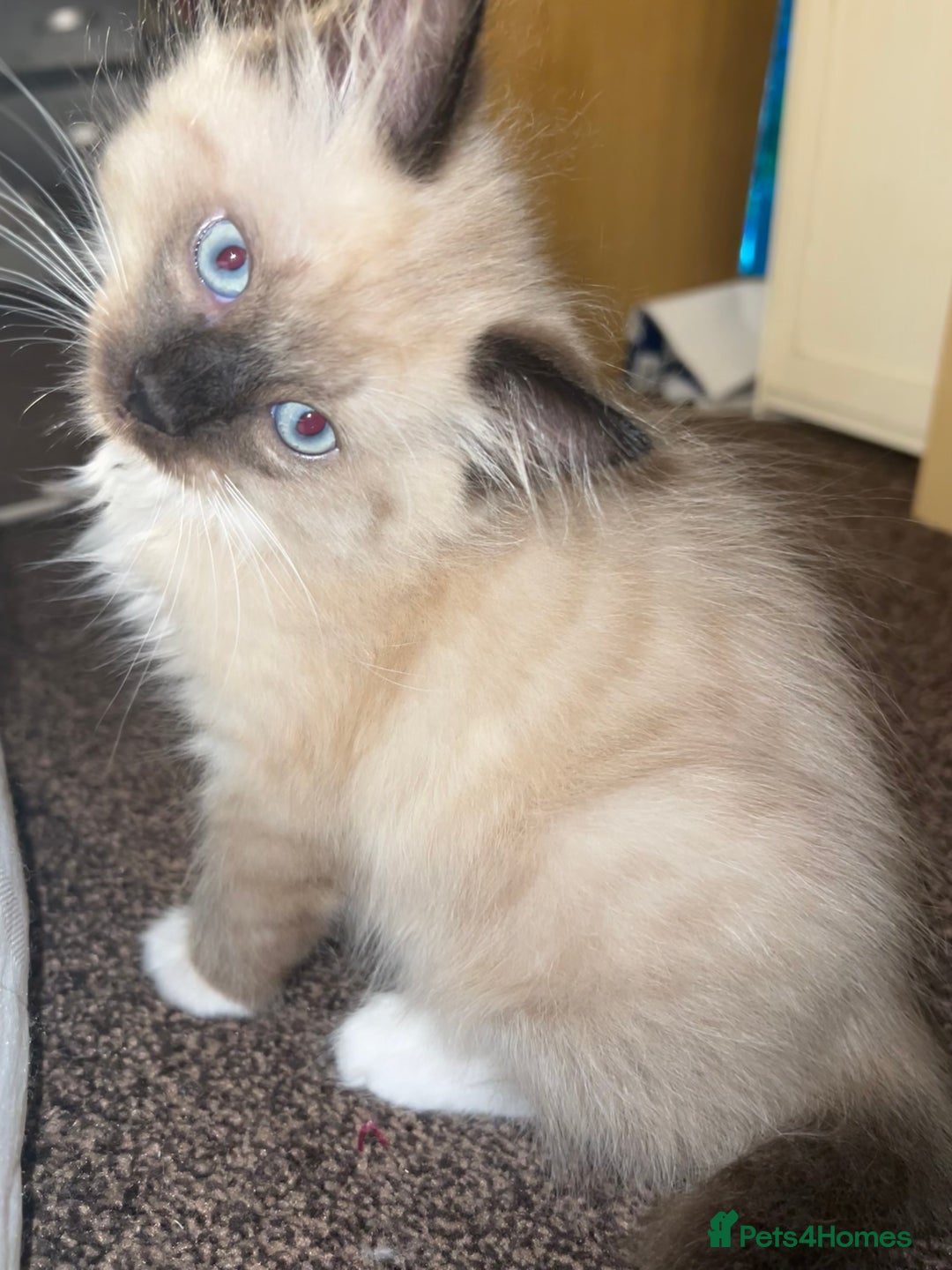 Ragamese cats for sale: Playful Ragamese Kittens (12 Weeks) - Image 2