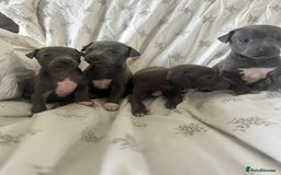 Italian Greyhound dogs for sale: 1 boy left  - Image 5