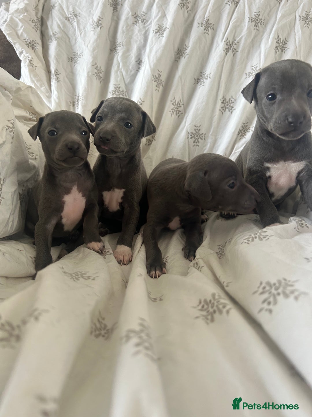 Italian Greyhound dogs for sale: 1 boy left  - Image 5