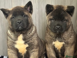 Akita dogs KC Registered American Akita Puppys READY TO LEAVE - Advert 4