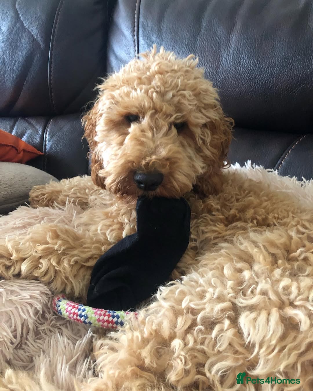 Cockapoo dogs for sale: Beautiful 7-Month-Old Cockapoo Girl Bella - Advert 7