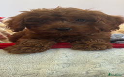 Cavapoo dogs for sale: Cavapoo BOY pup ready now ⭐️⭐️⭐️ - Image 8