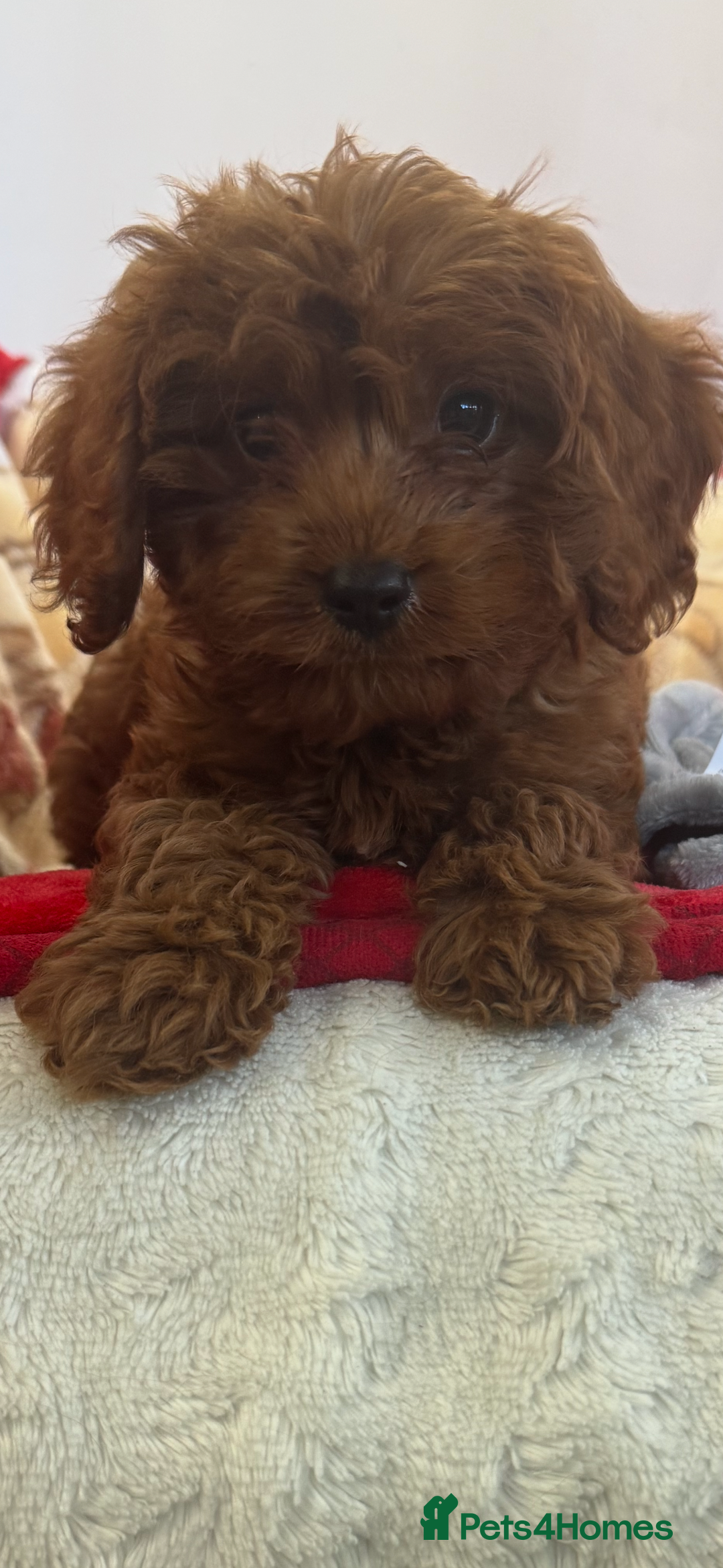 Cavapoo dogs for sale: Cavapoo BOY pup ready now ⭐️⭐️⭐️ - Image 8