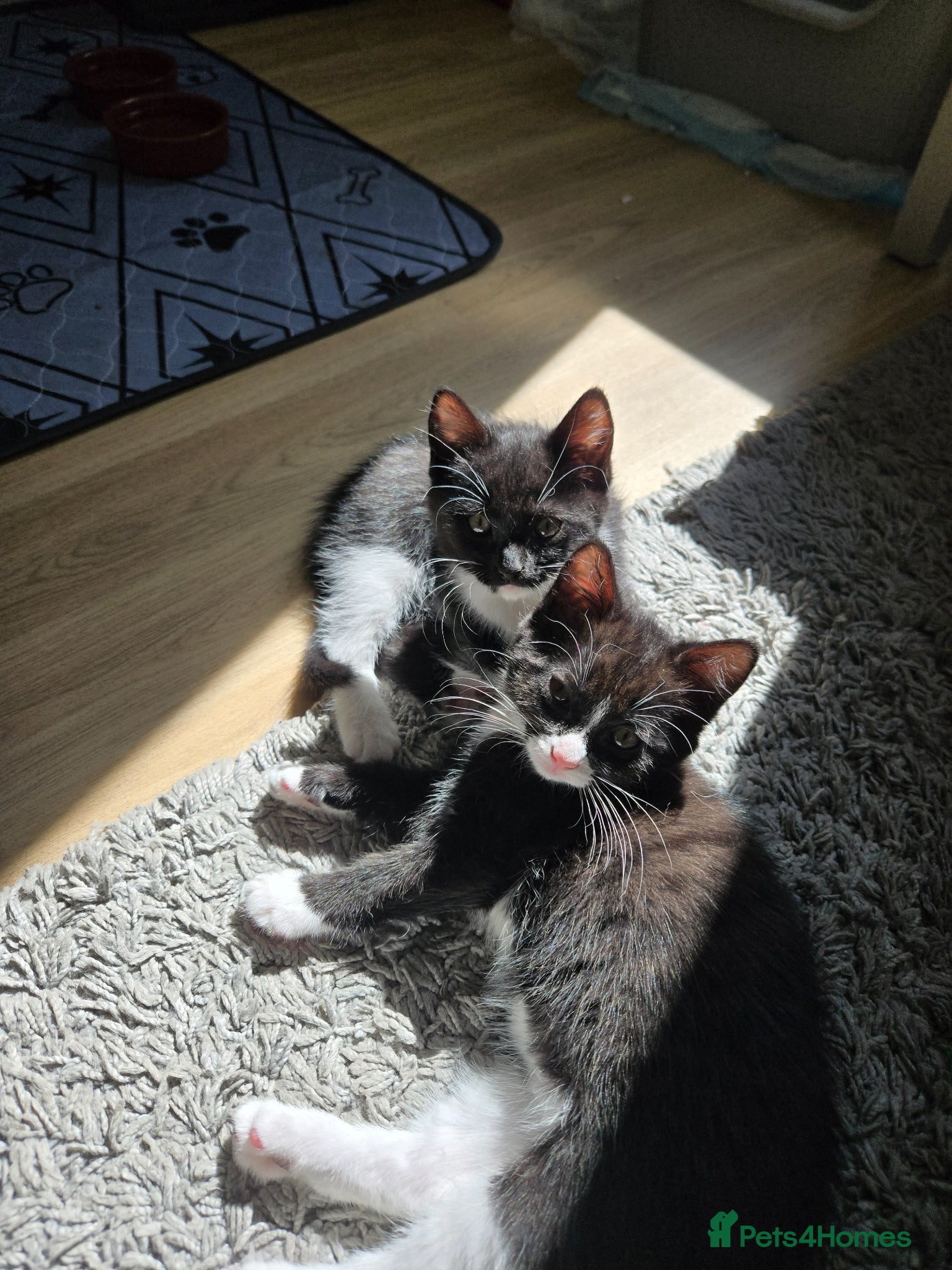 Mixed Breed cats Half Ragdoll kittens *2 girls available* - Advert 2