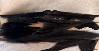 British Shorthair cats Full British short hair kittens - Advert 2