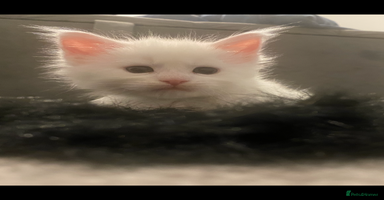 Maine Coon cats - Advert 1