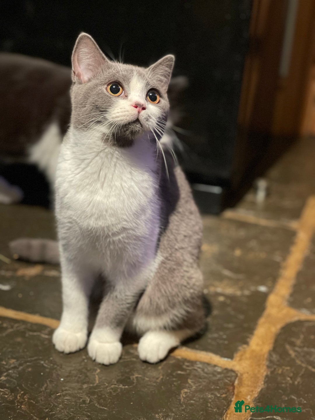 British Shorthair cats for sale: GCCF Pedigree Kittens - Castrated and ready now - Advert 2