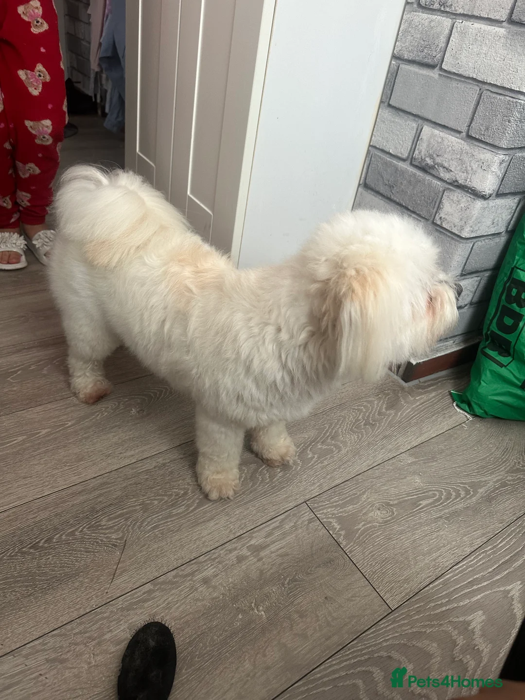 Maltese dogs for sale: Maltese rex - Advert 7